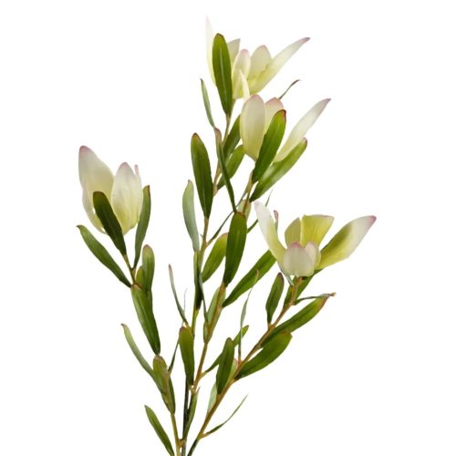 Artificial Leucadendron Spray Cream 61cm