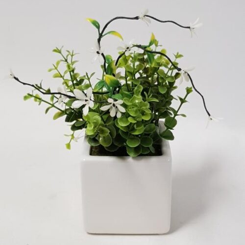 Mini Boxwood Plant 24cm