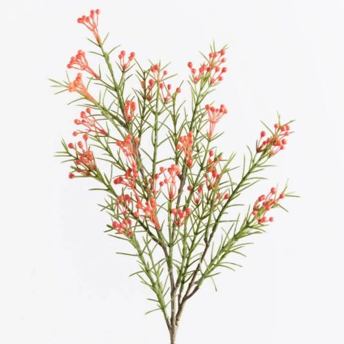Early Wax Flower Spray Orange 55cm