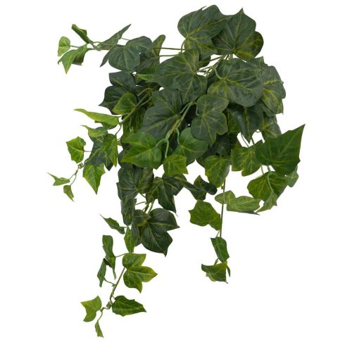 Sage Ivy Hanging Bush 60cm