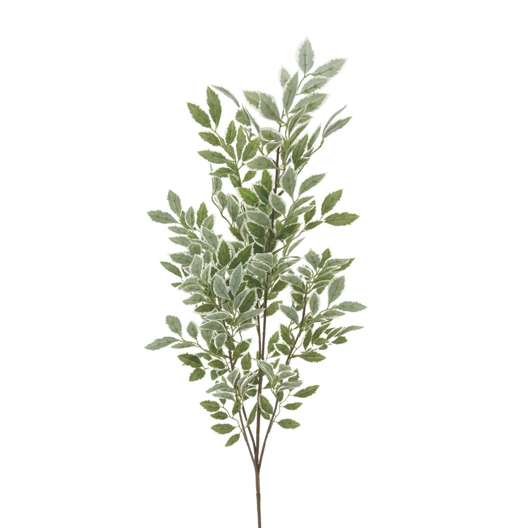 Variegated Pittosporum Branch 125cm