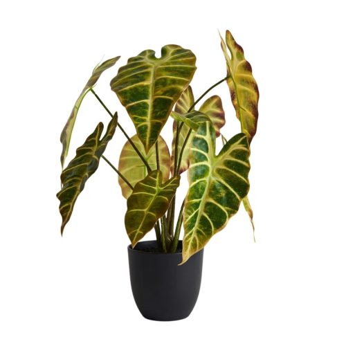 Alocasia Plant Green Yellow 43cm
