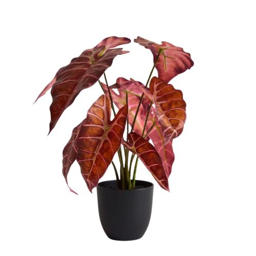 Alocasia Plant Red 43cm
