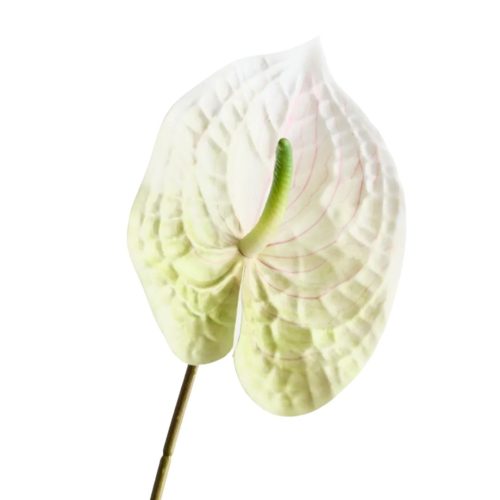 White and green artificial anthurium flower with its characteristic spathe