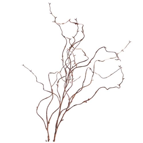 Brown curly willow branch with twisting stems