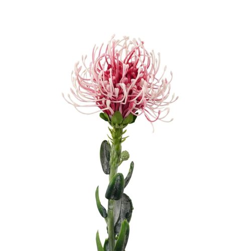 Artificial Native Pin Cushion Pink 62cm