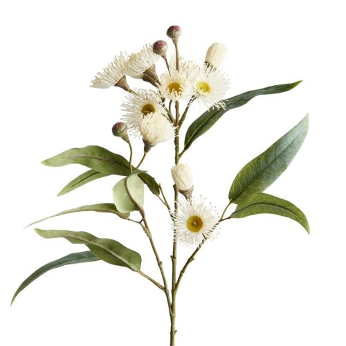 Cream flowering gum stem with eucalyptus-style foliage