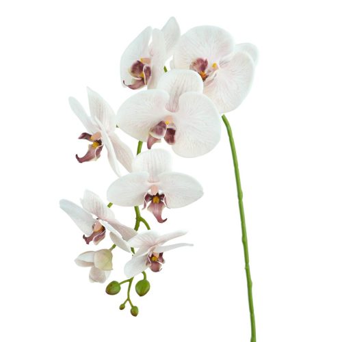 Phalaenopsis Orchid Odilia Light Pink 96cm